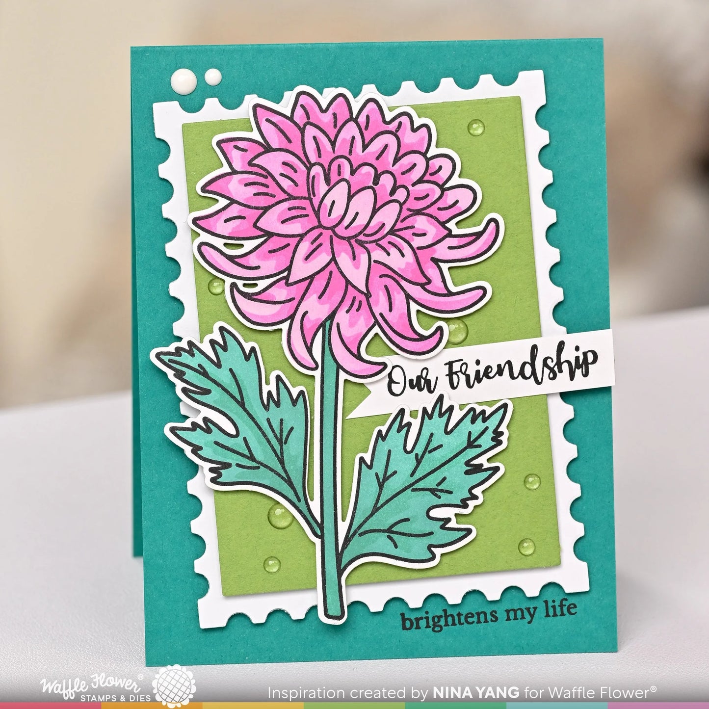 Waffle Flower Sketched Chrysanthemum Bundle